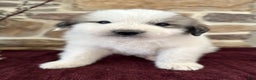 Great Pyrenees dogs for sale: AKC Avalanche - Ad 6