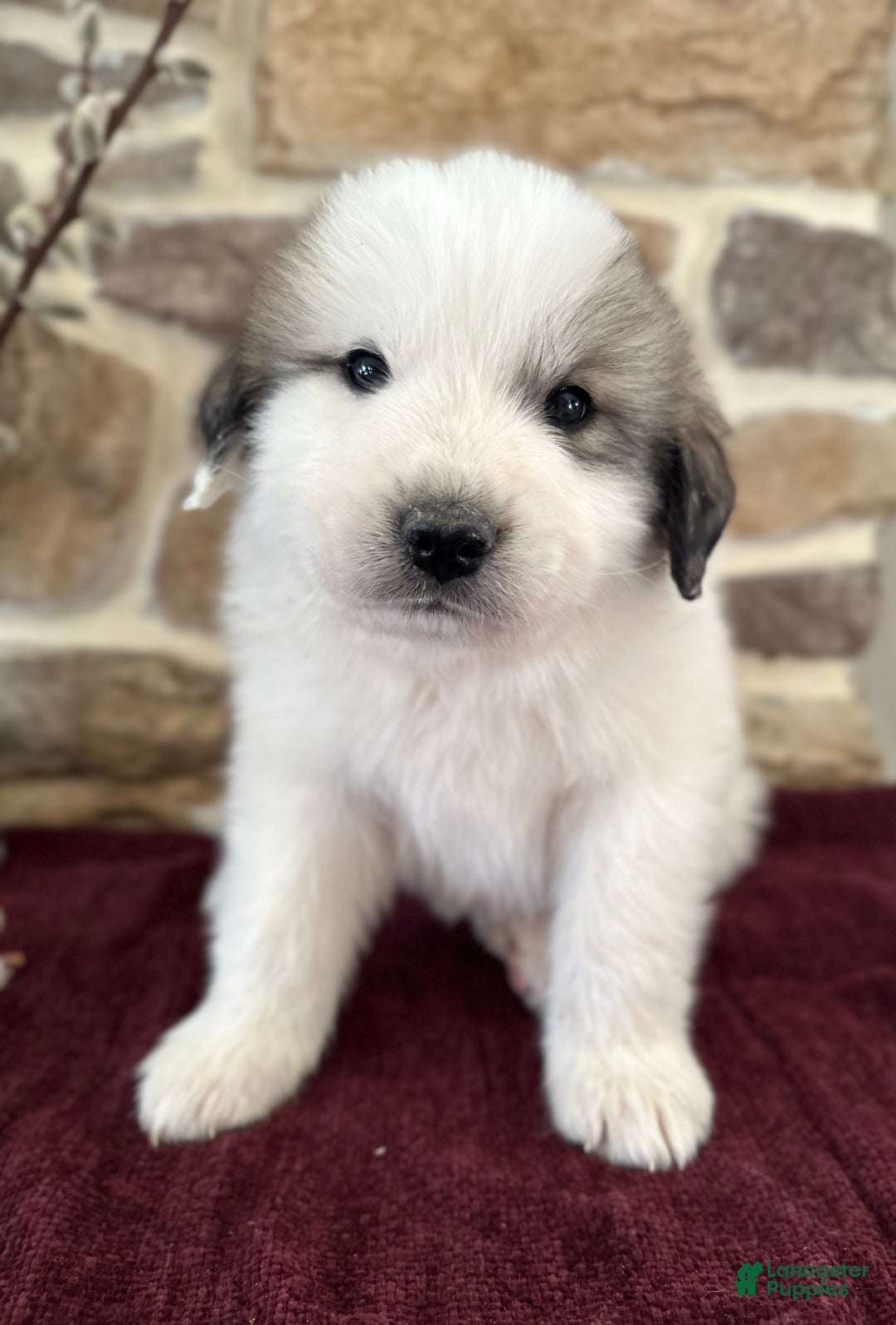 Great Pyrenees dogs for sale: AKC Avalanche - Ad 6