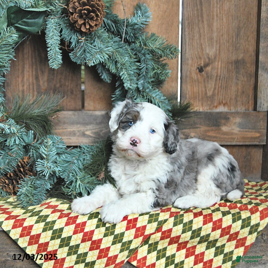 Mini Bernedoodle dogs for sale: Rudy - Ad 3