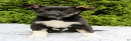 Mixed Breed dogs for sale: Kenny - Ad 5