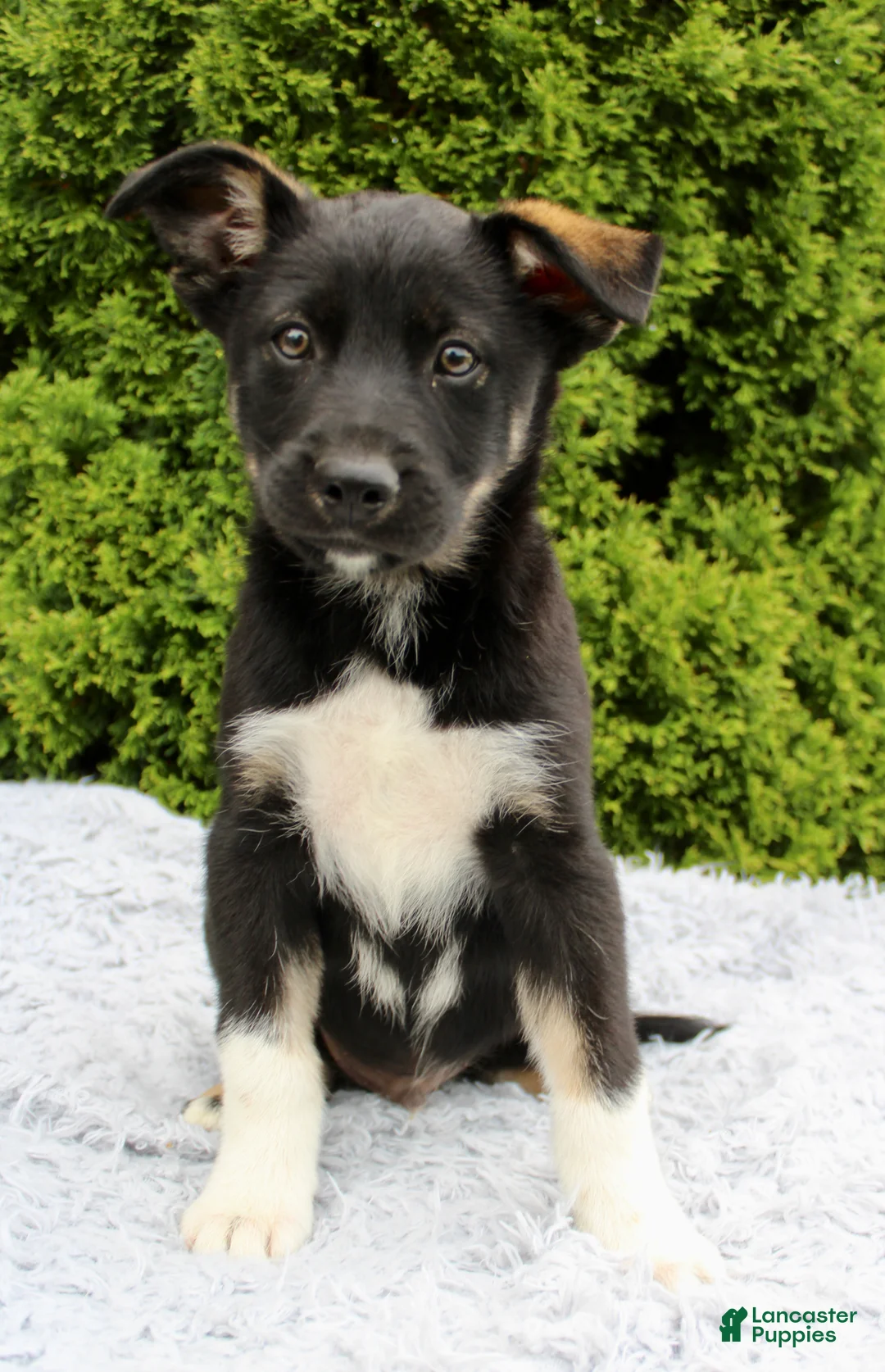 Mixed Breed dogs for sale: Kenny - Ad 5