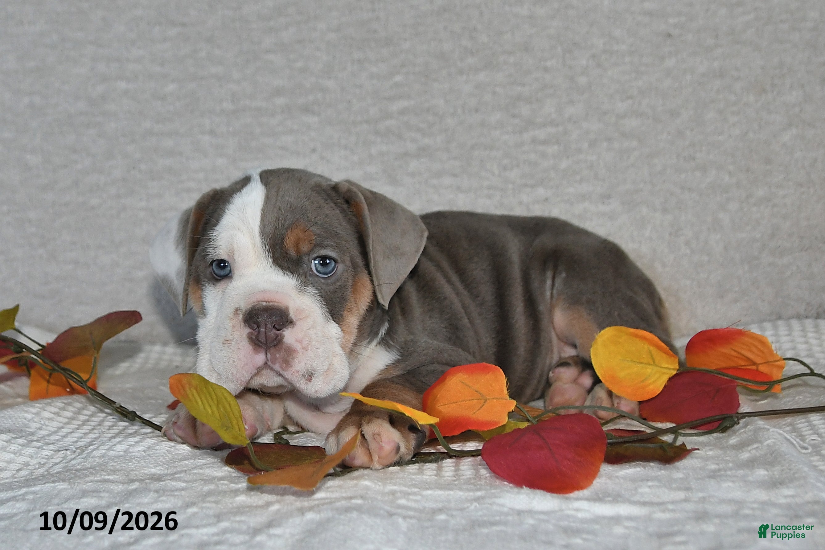 Beabull dogs Ranae - Ad 1