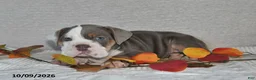 Beabull dogs for sale: Ranae - Ad 1