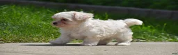 Maltipoo dogs for sale: Ace - Ad 7