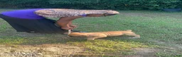 South African Boerboels dogs for sale: Chunk Rock - Ad 2
