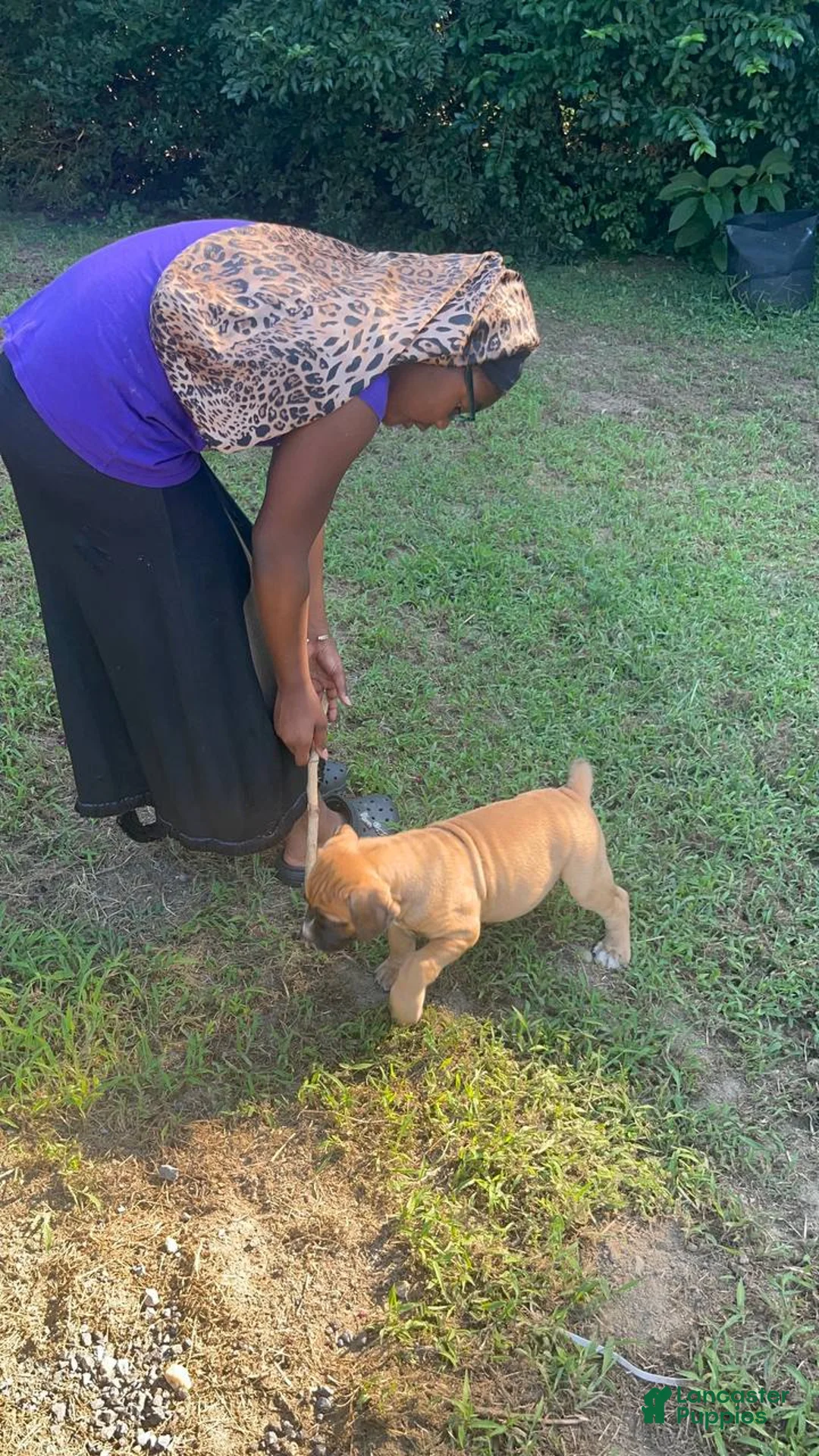 South African Boerboels dogs for sale: Chunk Rock - Ad 2