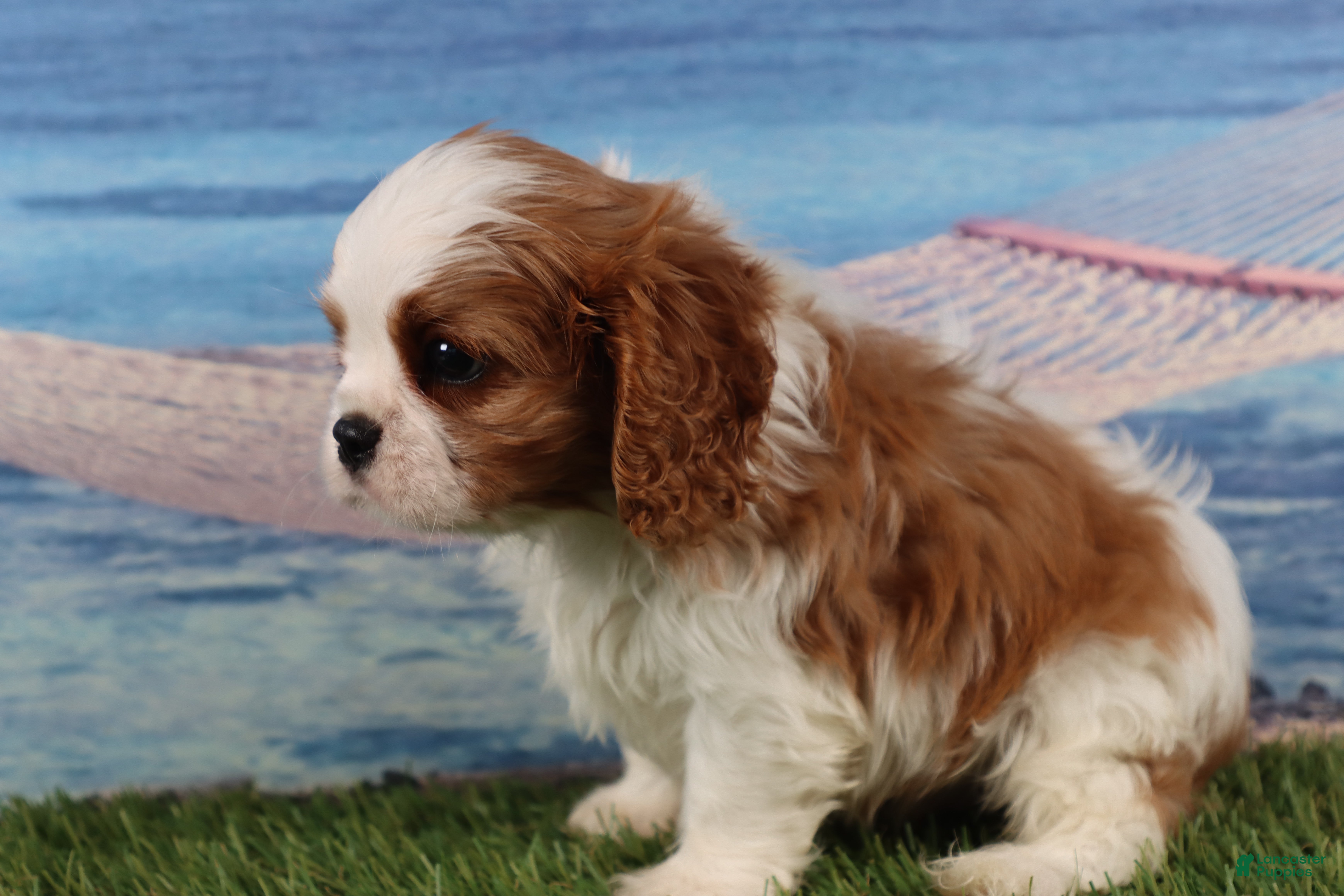 Cavalier King Charles Spaniel dogs Simon - Ad 2