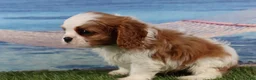 Cavalier King Charles Spaniel dogs for sale: Simon - Ad 2