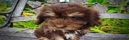 Havapoo dogs for sale: Frisky - Ad 8