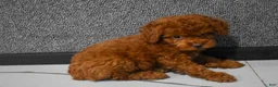 Miniature Poodle dogs for sale: Loren💙 - Ad 5