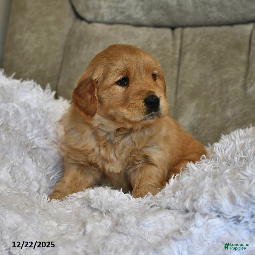 Golden Retriever dogs for sale: Sweet Pea - Ad 3