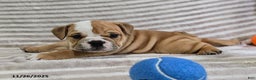 English Bulldog dogs for sale: Bear - Ad 9