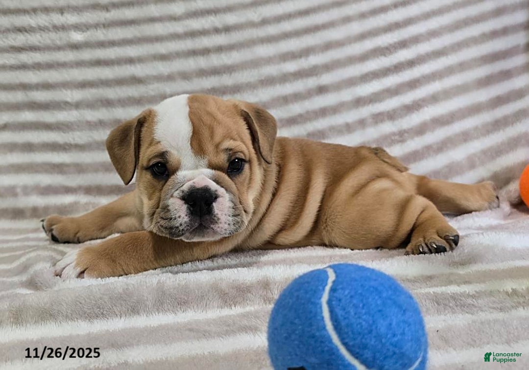 English Bulldog dogs for sale: Bear - Ad 9