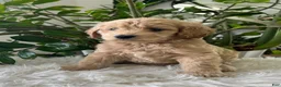 Mini Goldendoodle dogs for sale: Anita  - Ad 2