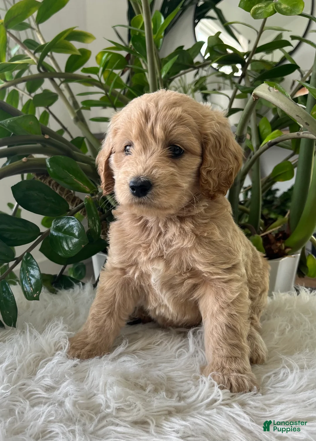 Mini Goldendoodle dogs for sale: Anita  - Ad 2