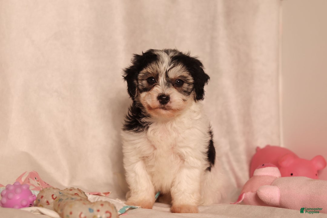 Havapoo dogs for sale: Claire - Ad 5