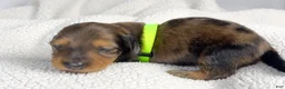 Miniature Dachshund dogs for sale: Peanuts - Ad 1