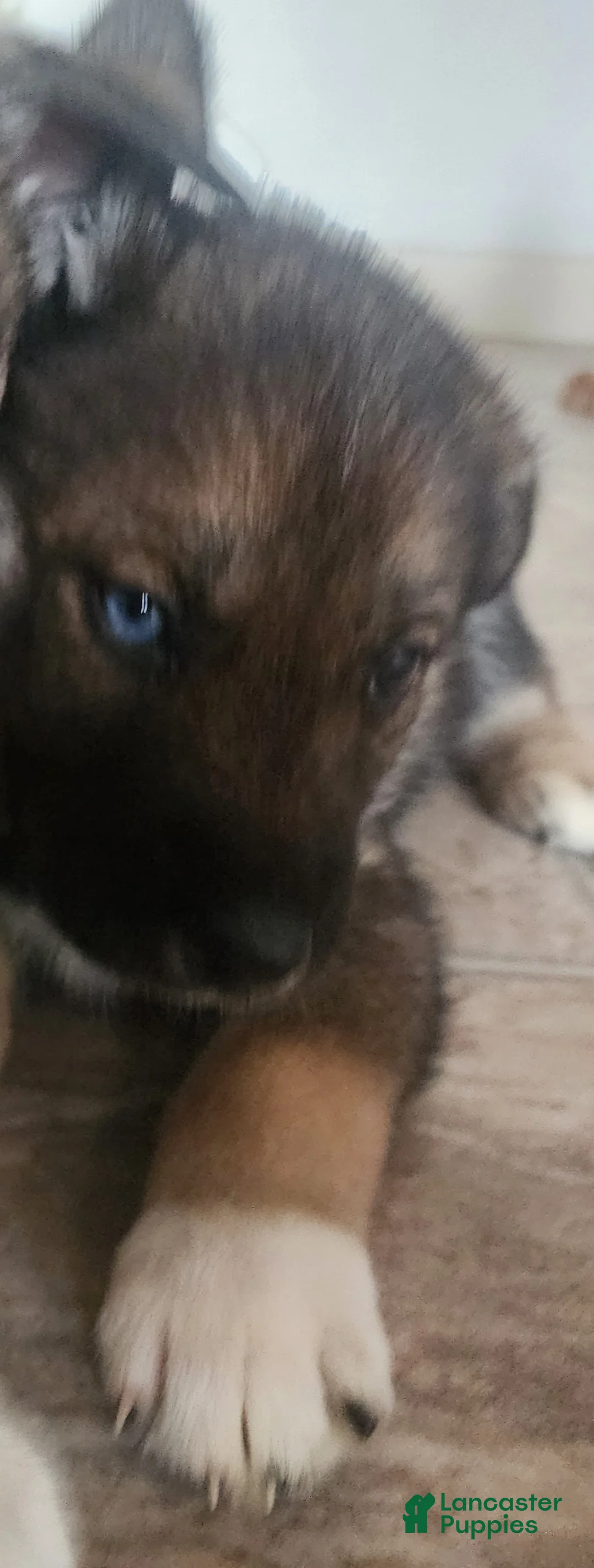 Mixed Breed dogs for sale: Iris - Ad 2