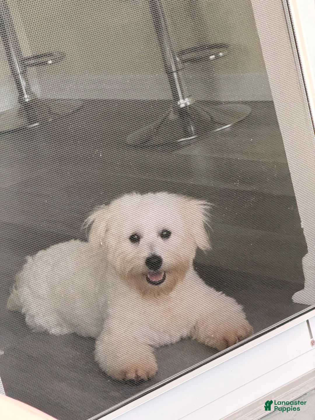 Maltipoo dogs for sale: Maltipoo 1 - Ad 5