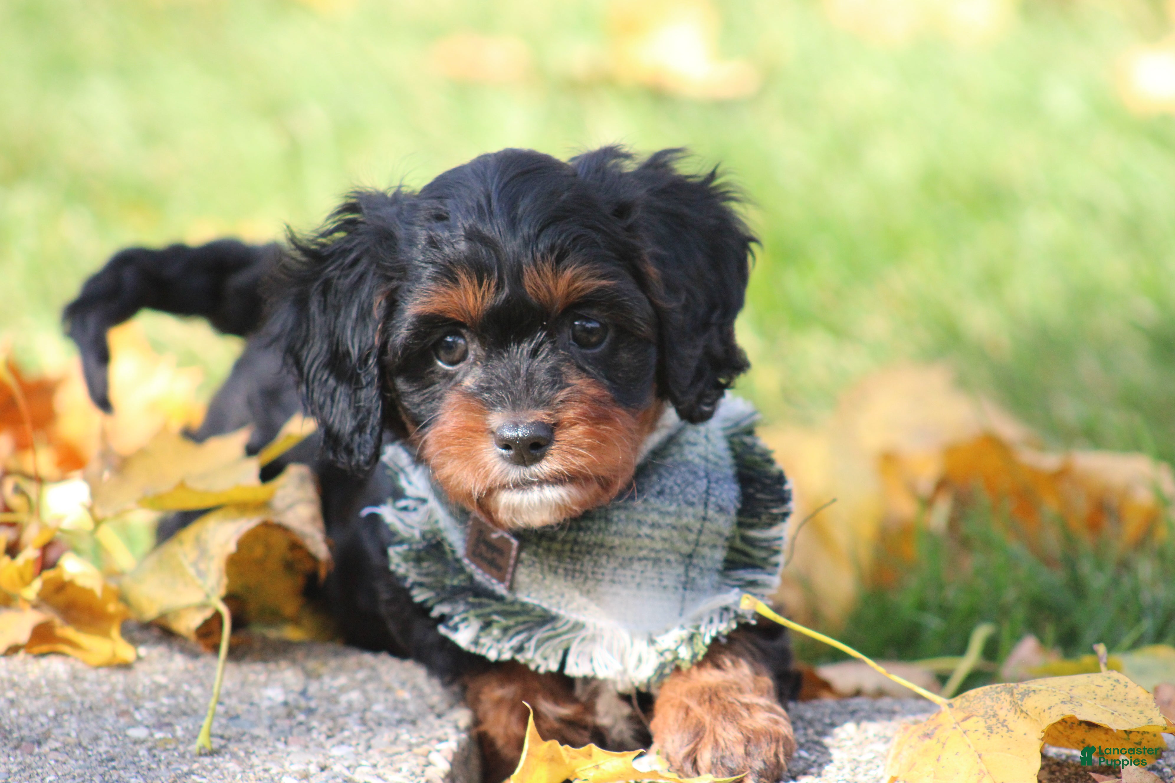 Cavapoo dogs for sale: Deacon - Ad 2