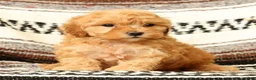 Mini Goldendoodle dogs for sale: Lilly - Ad 7