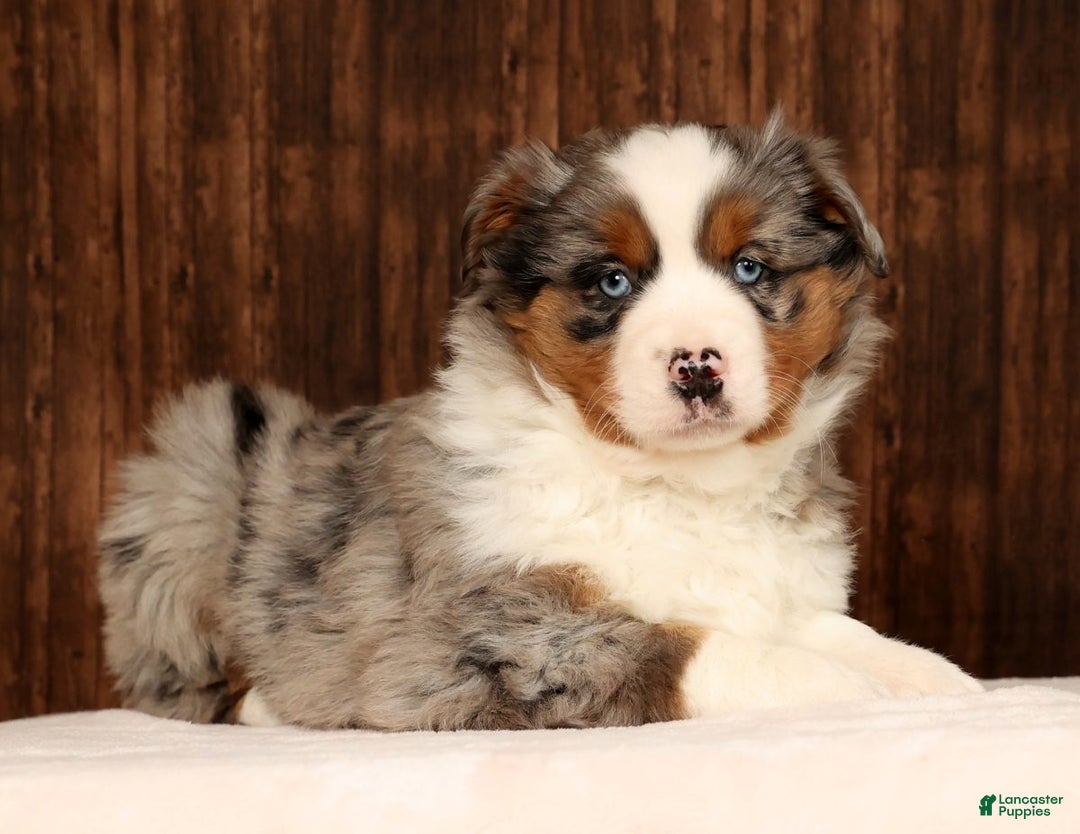 Miniature Australian Shepherd dogs for sale: Smokey - Ad 3