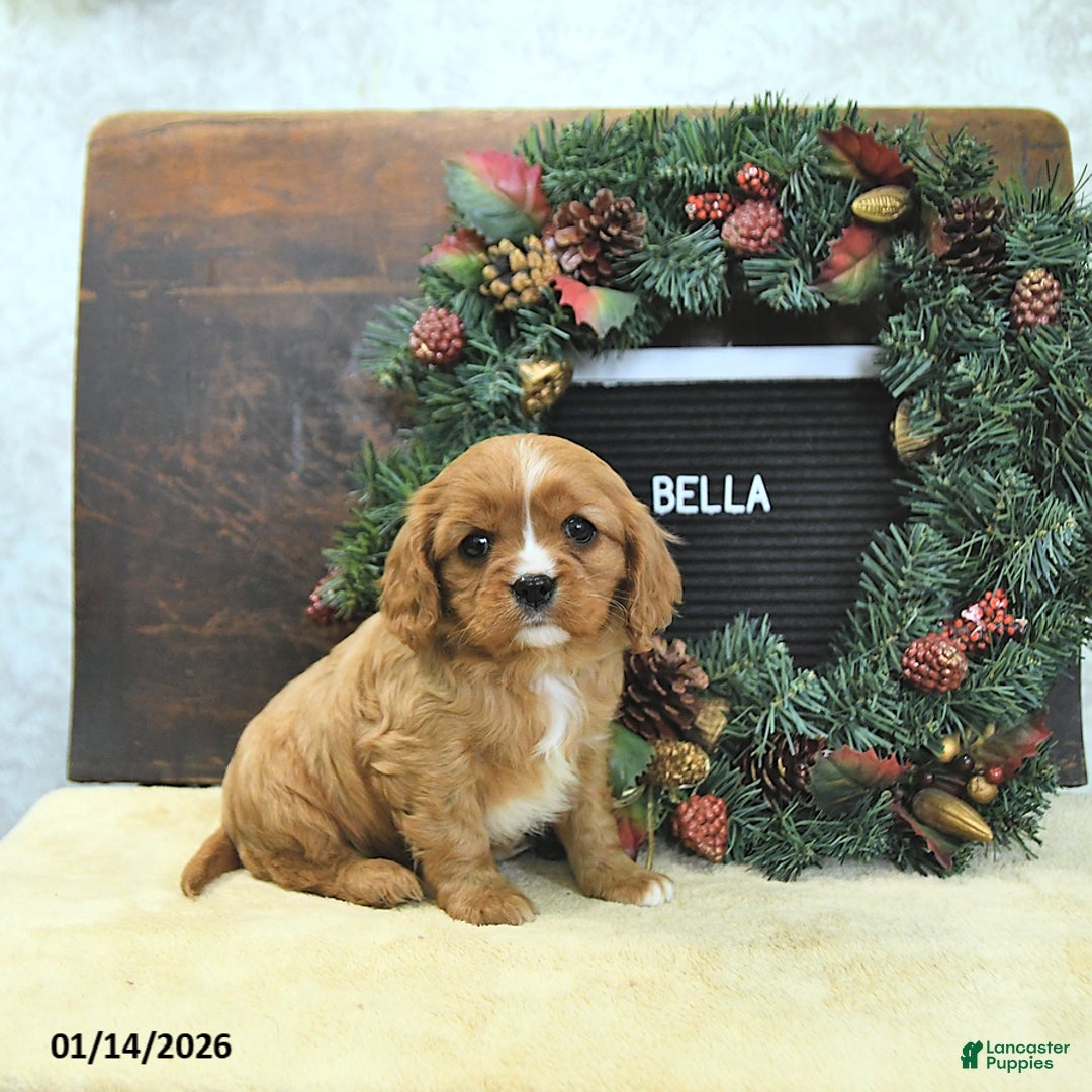 Cavalier King Charles Spaniel dogs for sale: Bella   - Ad 5