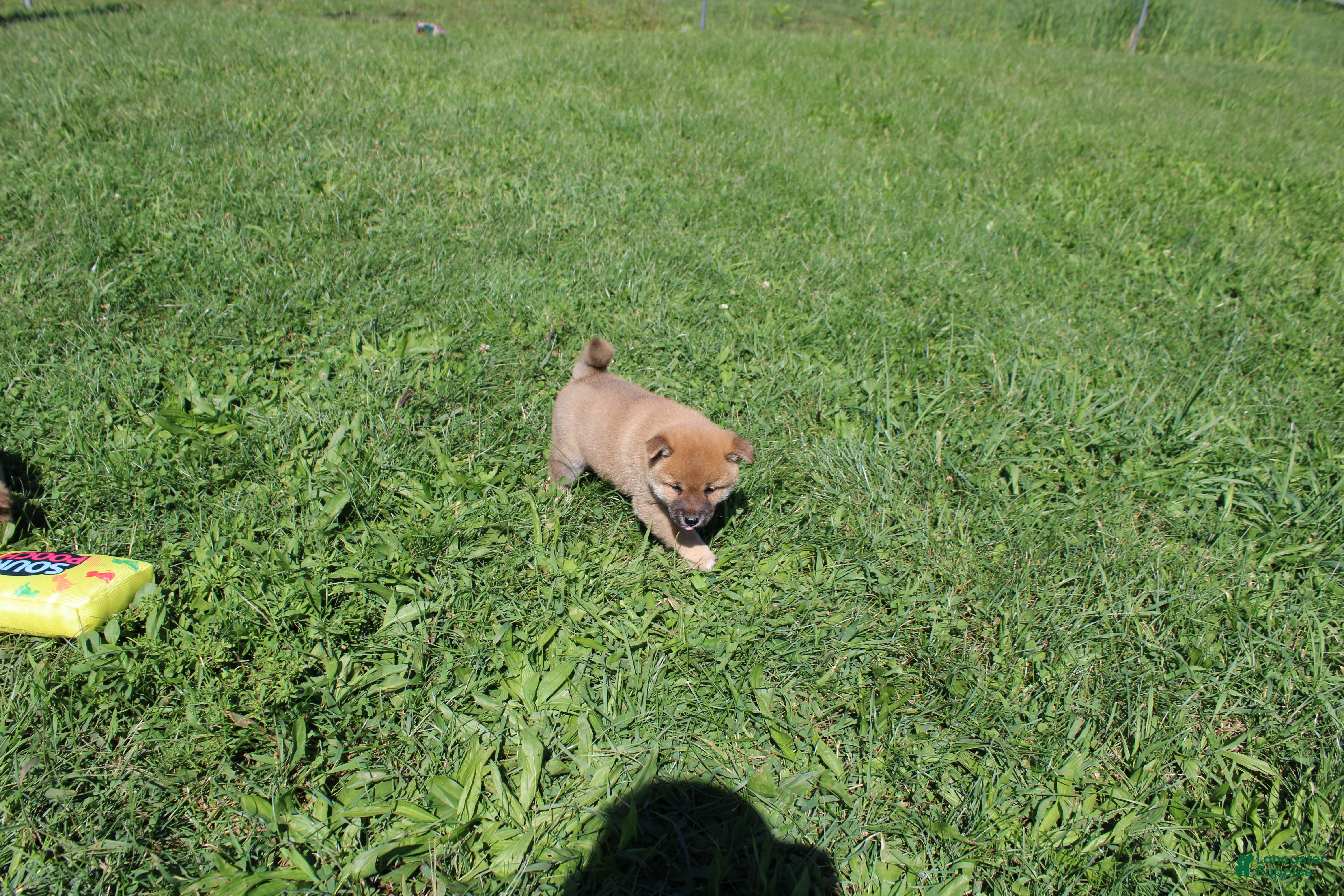 Shiba Inu dogs Beef - Ad 2