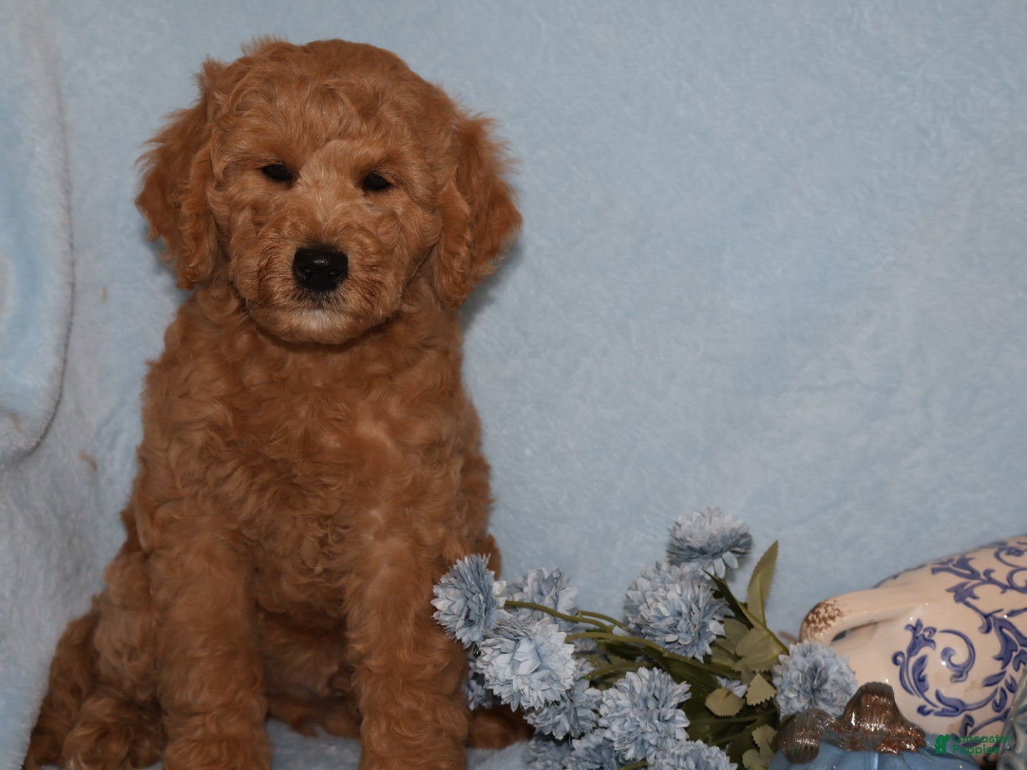 Mini Goldendoodle dogs Sweet Harper - Ad 1