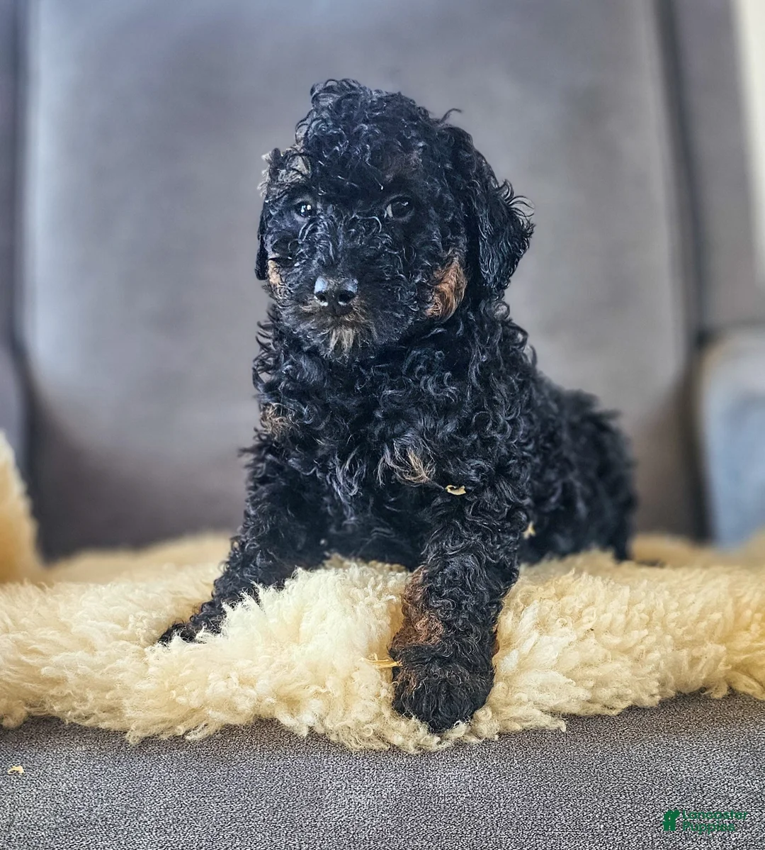 Mini Bernedoodle dogs for sale: Jack - Ad 1
