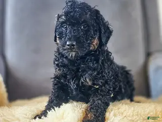 Mini Bernedoodle dogs Jack - Ad 32