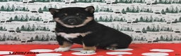 Shiba Inu dogs for sale: Remi - Ad 1