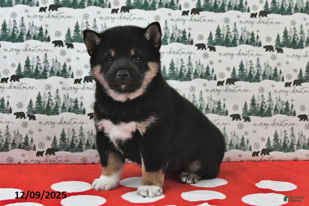 Shiba Inu dogs for sale: Remi - Ad 1