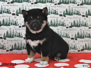 Shiba Inu dogs Remi - Ad 18