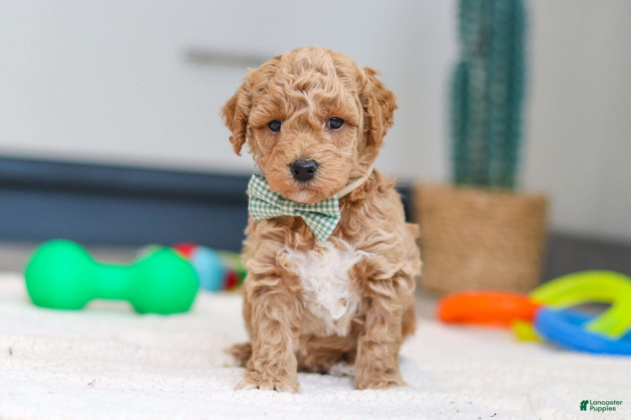 Mini Goldendoodle dogs Maverick - Ad 40