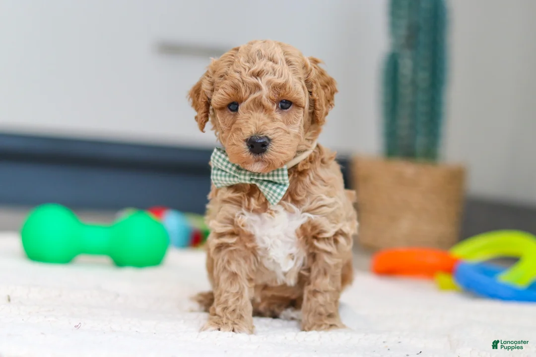 Mini Goldendoodle dogs for sale: Maverick - Ad 1