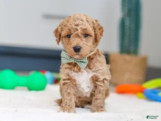Mini Goldendoodle dogs Maverick - Ad 40