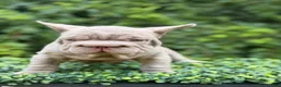 French Bulldog dogs for sale:  BOSS  - Ad 2