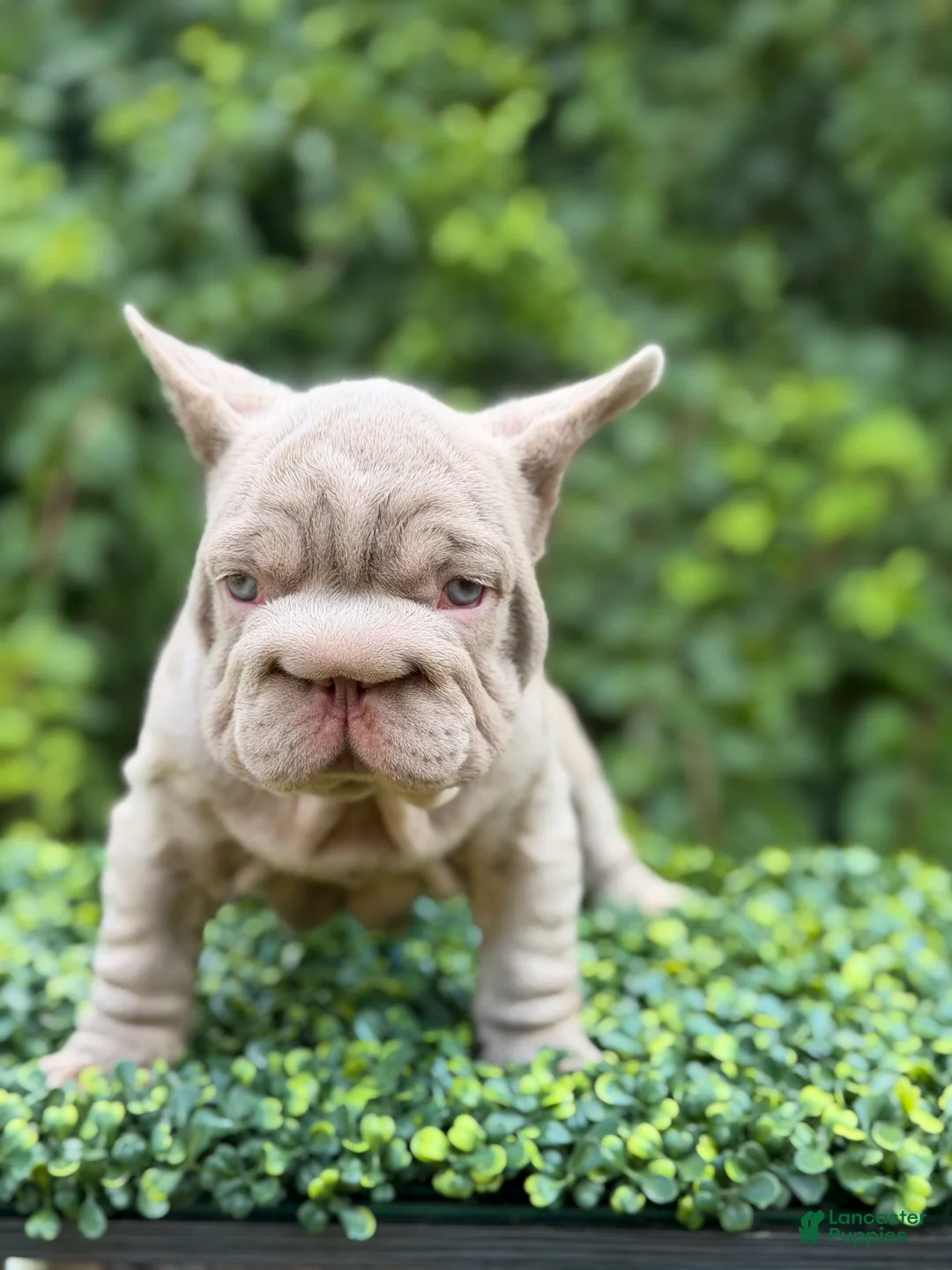 French Bulldog dogs for sale:  BOSS  - Ad 2