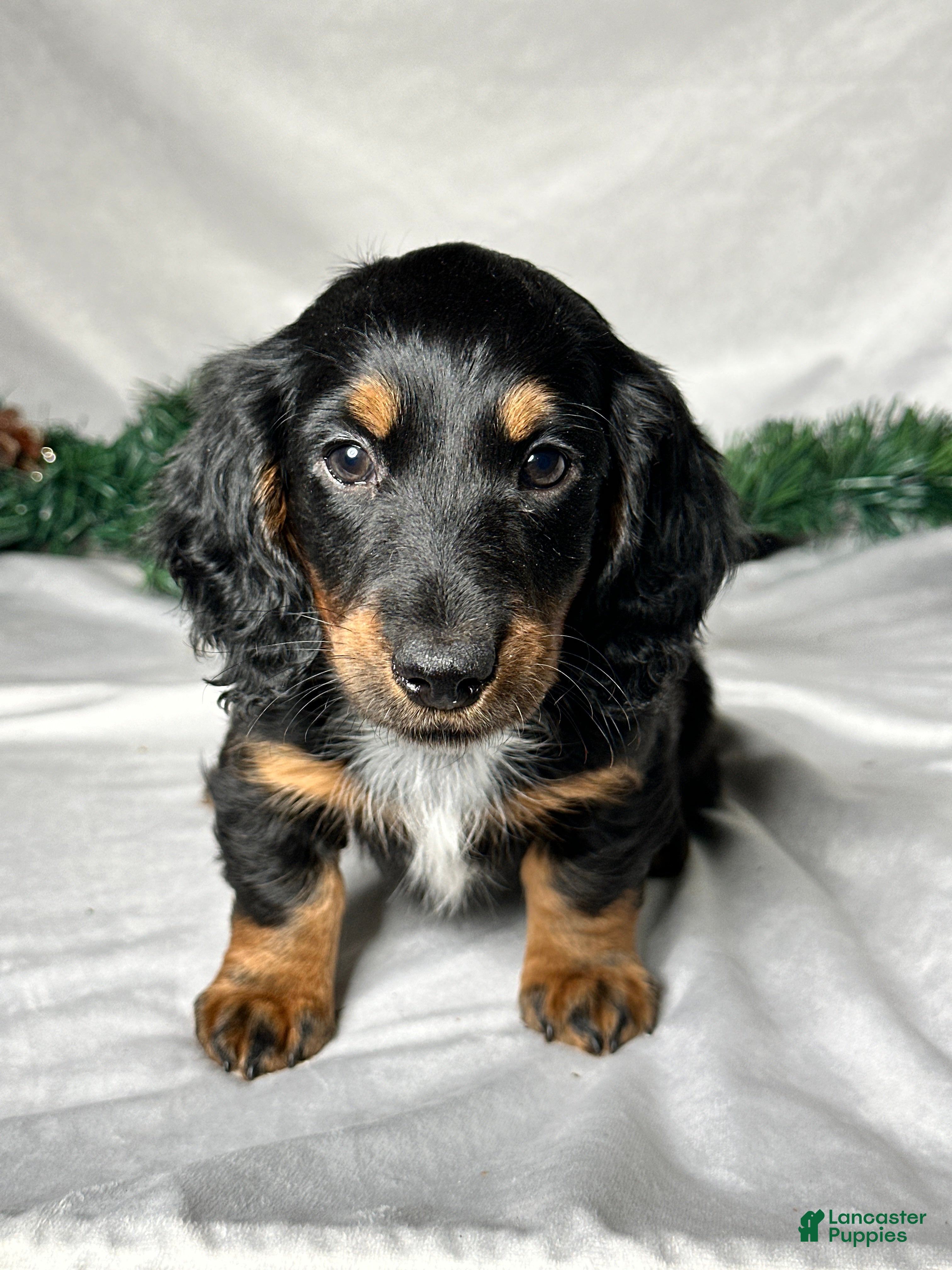 Miniature Dachshund dogs Leo - Ad 25