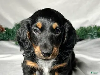 Miniature Dachshund dogs Leo - Ad 25