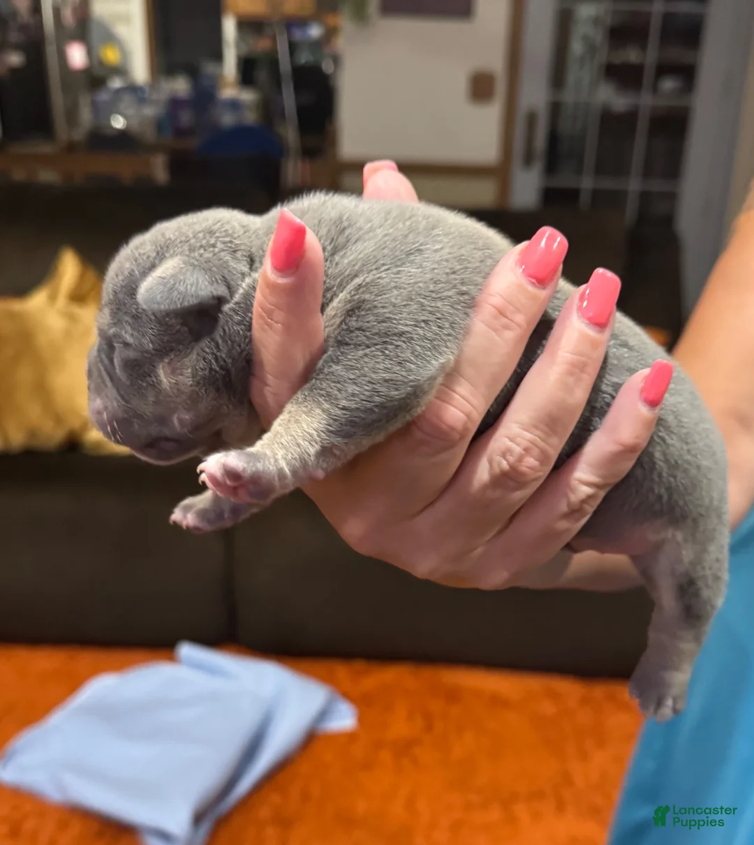 American Bully dogs for sale: American Bully Puppy 3 - Ad 1