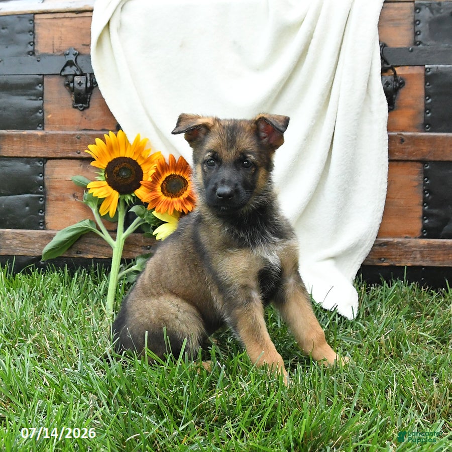 German Shepherd dogs Olive  - Ad 2