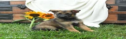 German Shepherd dogs for sale: Olive  - Ad 2