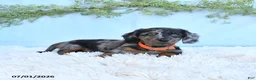 Miniature Dachshund dogs for sale: Reba - Ad 5