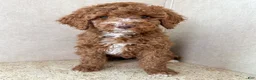 Goldendoodle dogs for sale: Martha  - Ad 8
