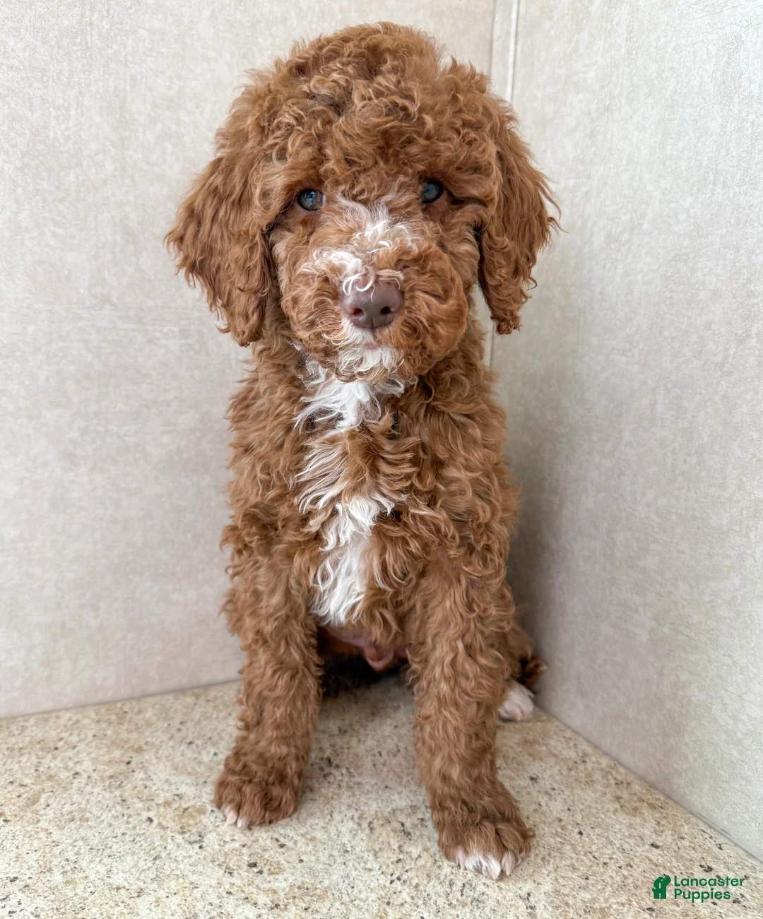 Goldendoodle dogs for sale: Martha  - Ad 8