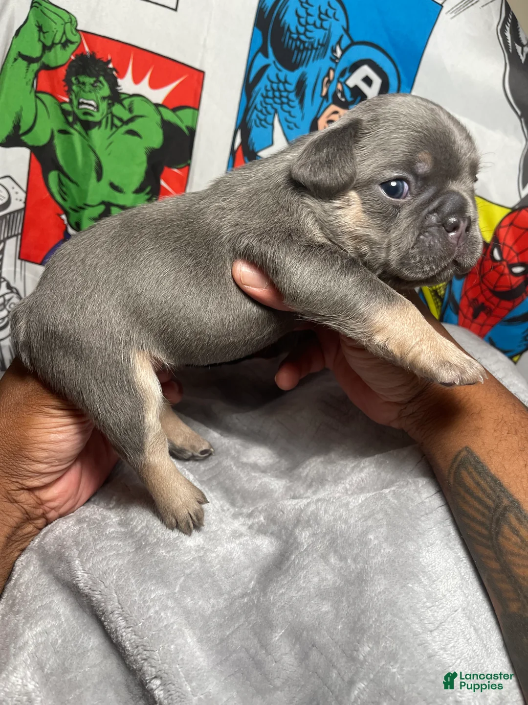 French Bulldog dogs for sale: Herc - Ad 2