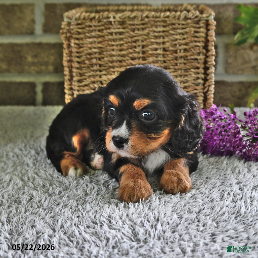 Cavachon dogs Betsy - Ad 2