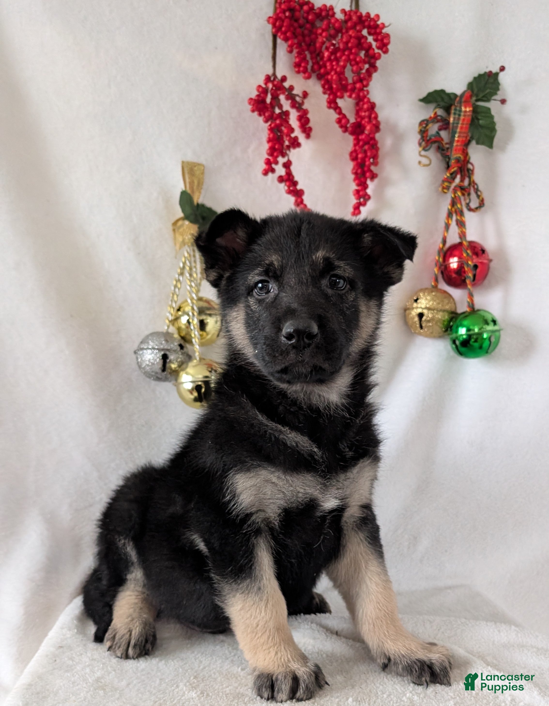 German Shepherd dogs Tommy  - Ad 9